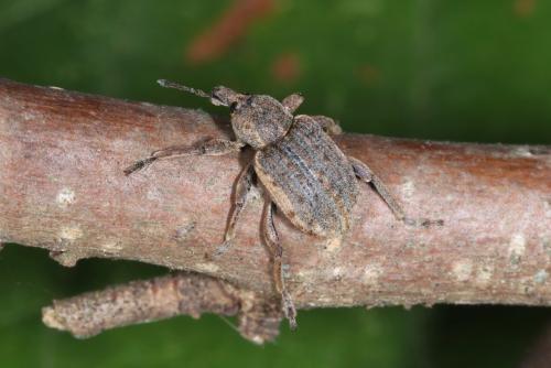 Réf. 312 270 : Brachypera zoilus